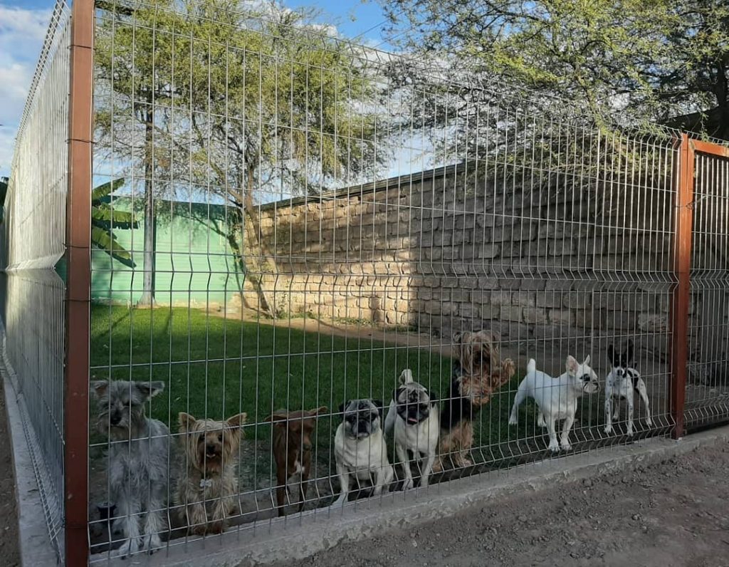 Hotel para perros en Torreón